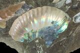 Wide Ammonite Cluster - South Dakota #98707-3